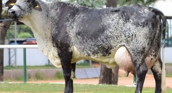 Programa de indicação de touros Girolando avalia 15 mil animais em um ano