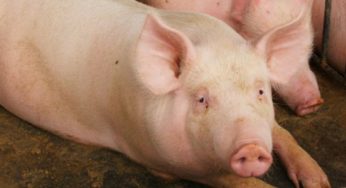 Suínos/Cepea: Preços do vivo e da carne caem em julho