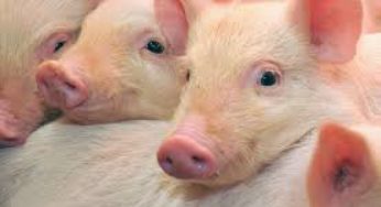 Suínos/Cepea: Cotações do suíno vivo e da carne seguem em queda