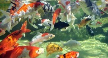Preparativos para 19ª Fishfest de São Pedro do Butiá são intensificados