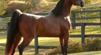 Mato Grosso será palco do 25º Festival de Cavalo Árabe