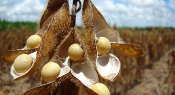 Clima favorável segue pressionando preço da soja – Análise Agrolink