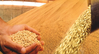 Soja despenca com tempo favorável à nova safra – Análise Agrolink