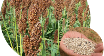 Novos híbridos de sorgo produzem mais rápido e com alta produtividade