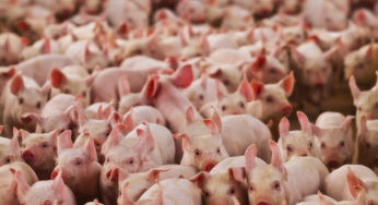 Exportações têm ajudado no escoamento de carne suína
