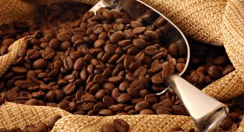 Produção de café de El Salvador deve aumentar por causa da renovação