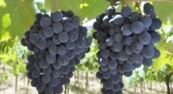 Pela primeira vez, Brasil sedia Congresso Mundial da Vinha e do Vinho