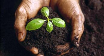 Recuos nos preços dos fertilizantes em agosto