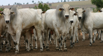 carne bovina, preço da carne, consumo de carne, frigorífico