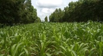 Classe agrícola de Mato Grosso é convidada para o É Hora de Plantar da Fundação MT