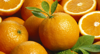 Safra de laranja da Flórida deve ser de 60,5 milhões de caixas, segundo Steger
