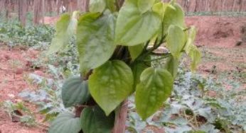 Pimenta-do-reino conquista espaço em município do Vale do Mucuri