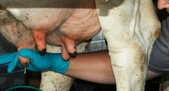 Medicamento com nanotecnologia é aposta da pesquisa para tratar mastite bovina