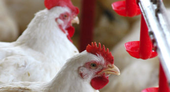 EUA: principais importadores de carne de frango no 1º semestre de 2016
