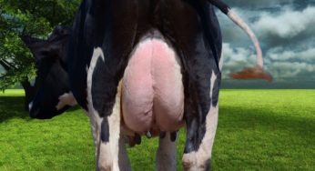 A integridade da ponta do teto de vacas leiteiras impacta na ocorrência de mastite?