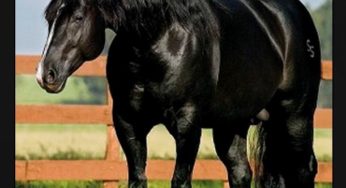 Cavalos atletas da raça Quarto de Milha recebem tratamento vip em competições