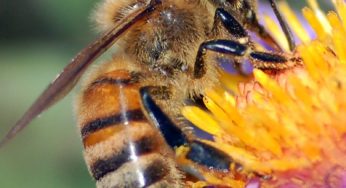 Estudo associa fuga de abelhas ao uso de inseticidas neonicotinoides