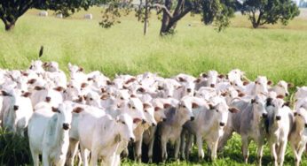 Segunda vermifugação em bovinos deve ser feita em agosto