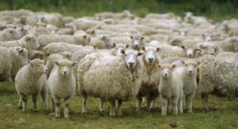 Seca afeta produção de ovinos em Minas Gerais