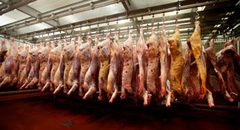 Tudo que você precisa saber sobre Exportação de Carne in natura para os EUA