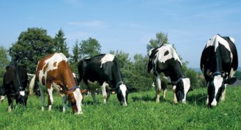 O que impacta a longevidade das vacas nos rebanhos leiteiros?