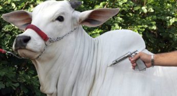 Cilindro inquebrável para vacinadores de gado é desenvolvido pela Agrozootec