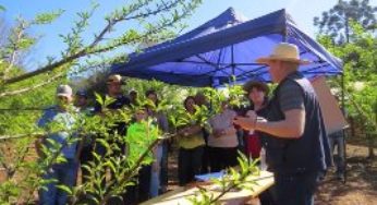 Tarde de Campo em Áurea trata das culturas do pêssego, morango e figo