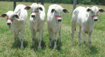Merial leva suas soluções em saúde animal ao XIX Congresso Brasileiro de Parasitologia Veterinária