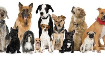 Ourofino lança campanha para combater leishmaniose canina