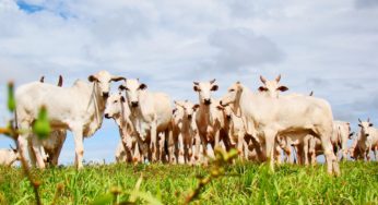 Novos certificados zoossanitários agilizam exportação de gado e búfalos