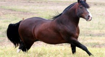 Jurados da Final do Freio de Ouro destacam equilíbrio e alto nível dos animais