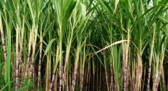 2º Seminário sobre Biomassa da Cana-de-açúcar acontece nesta semana em Ribeirão Preto