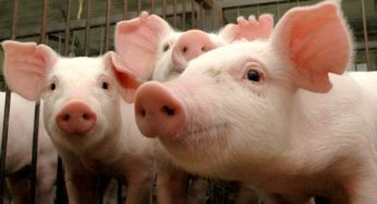 Semana de recuperação para a suinocultura catarinense