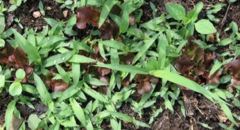 Congresso discute questão das plantas daninhas resistentes aos herbicidas