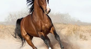 Cavalos nos festejos Farroupilhas necessitam preservação do bem estar
