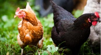 Quinto principal produto exportado, carne de frango mantém posição na pauta cambial