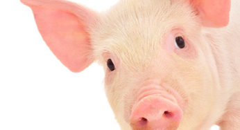 Suínos/Cepea: Maior demanda e baixa oferta impulsionam cotações do vivo e da carne