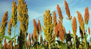 Brasil quer exportar sorgo para China
