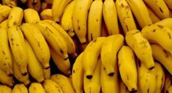 Santa Catarina produz a banana mais doce do Brasil