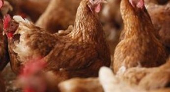 Frango: mercado segue com cotações firmes nas principais praças de comercialização