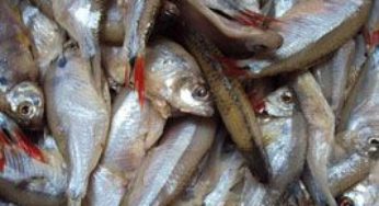 Parceria favorece a formação estudantil na área de aquicultura e alimentos