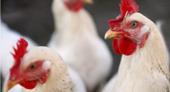 Abate de frango no Paraná cresce 8,8% no acumulado de 2016