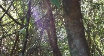 Programa contribui para a preservação de recursos naturais nas propriedades rurais do Sul do Brasil