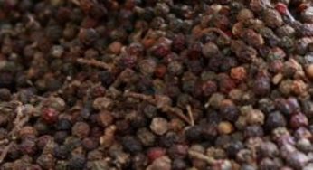 Tecnologias para pimenta-do-reino são divulgadas em Castanhal e Igarapé-açu