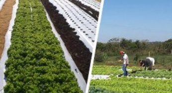 Produção de hortifrutigranjeiros do projeto Fazendinha começa a ser comercializada em Dourados