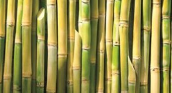 Consecanas precisam rever preço da cana com base na biomassa