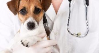 9 de setembro: Dia do Médico Veterinário
