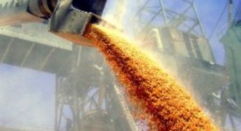 Brasil importou 60% mais trigo dos EUA em agosto