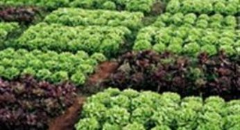 Visita técnica ao Chile aborda produção de sementes de hortaliças