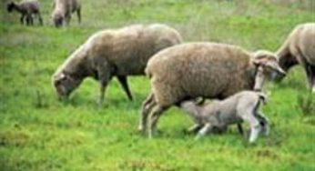 Capacitação vai ensinar produtores a criar e fazer o manejo de ovinos em Campo Grande